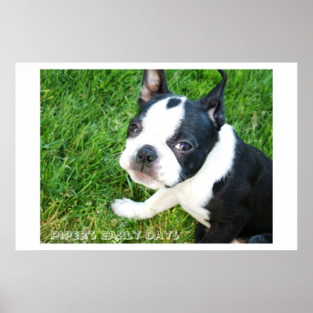 Piper's Early Days Poster (Front)