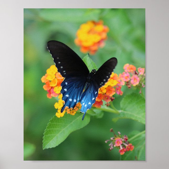 Pipevine/Blue Swallowtail Butterfly on a Flower Poster (Front)