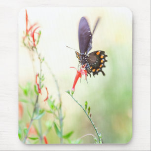 Pipevine butterfly in afternoon light mouse mat