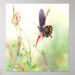 Pipevine Butterfly in afternoon light Poster
