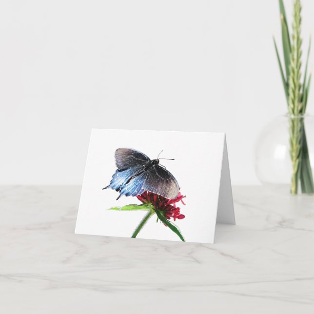 Pipevine Swallowtail Butterfly Card (Front)
