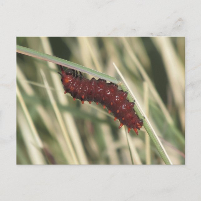 Pipevine Swallowtail Butterfly Caterpillar Postcard (Front)