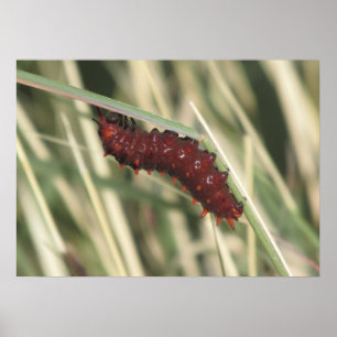 Pipevine Swallowtail Butterfly Caterpillar Poster