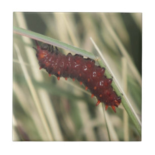 Pipevine Swallowtail Butterfly Caterpillar Tile