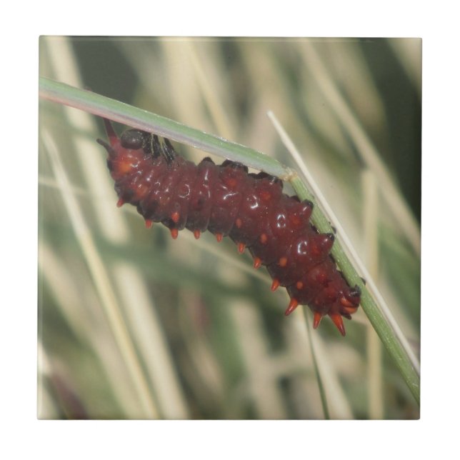 Pipevine Swallowtail Butterfly Caterpillar Tile (Front)