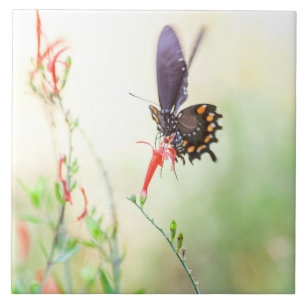 Pipevine Swallowtail butterfly in afternoon light Tile