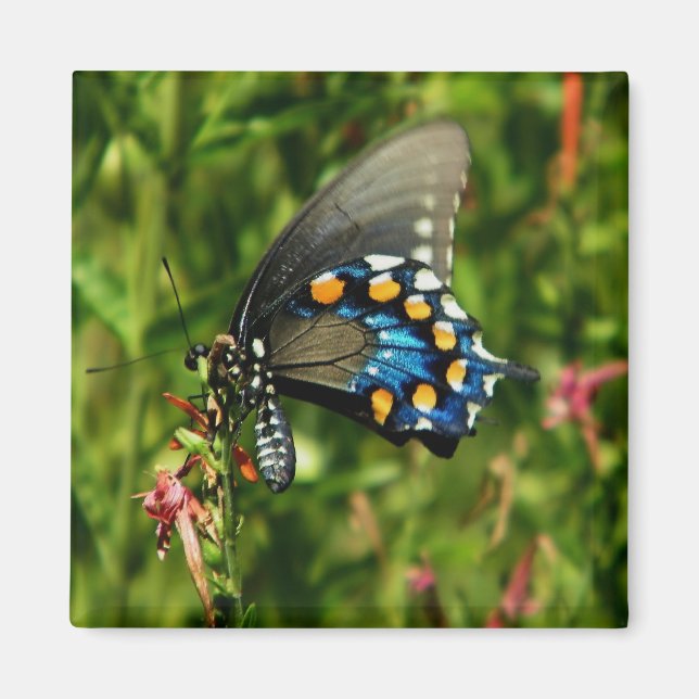 Pipevine swallowtail  butterfly magnet (Front)