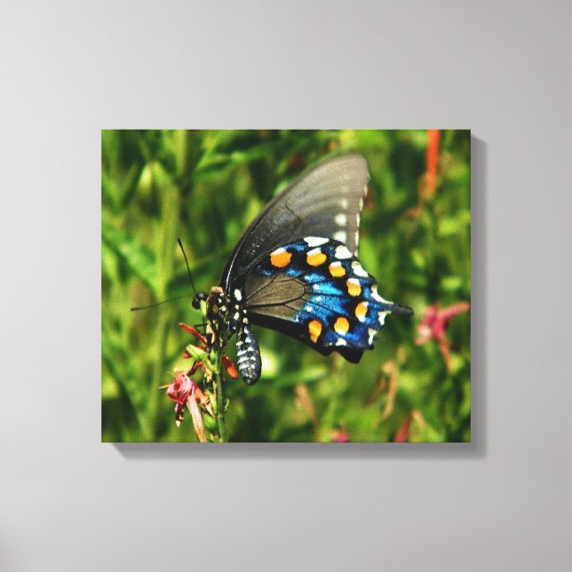 pipevine swallowtail canvas print (Front)