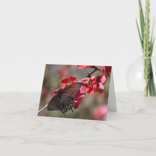 Pipevine Swallowtail Card