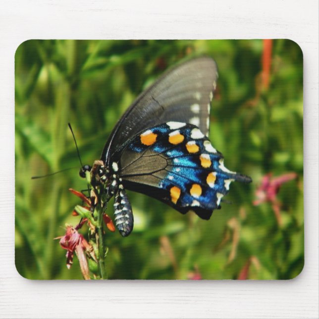 Pipevine Swallowtail  Mouse Mat (Front)
