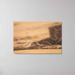 PIPING PLOVER 36 X 24 WRAPPED CANVAS PRINT
