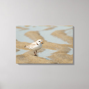 Piping Plover Canvas Print