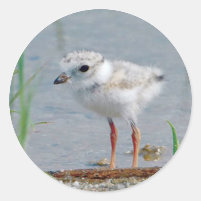 Piping Plover Classic Round Sticker (Front)