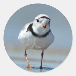 Piping Plover Classic Round Sticker
