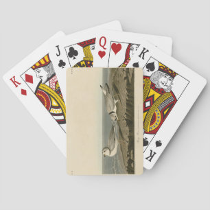 Piping Plover from Audubon's Birds of America Playing Cards