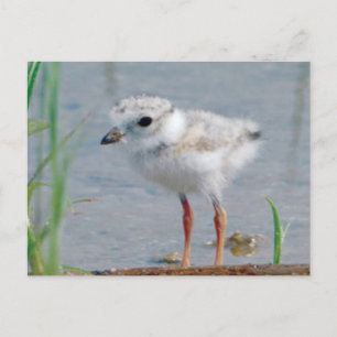 Piping Plover Postcard