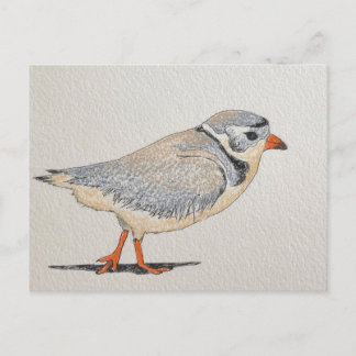 Piping Plover Postcard