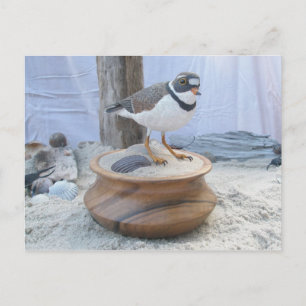 Piping Plover Woodcarving Postcard