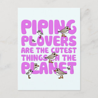 Piping Plovers are the Cutest Things on the Planet Postcard