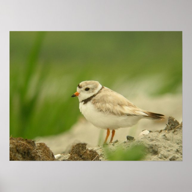 Pipng Plover Poster (Front)