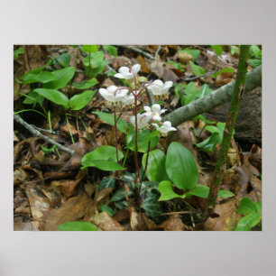 Pipsissewa (Wintegreen) Poster
