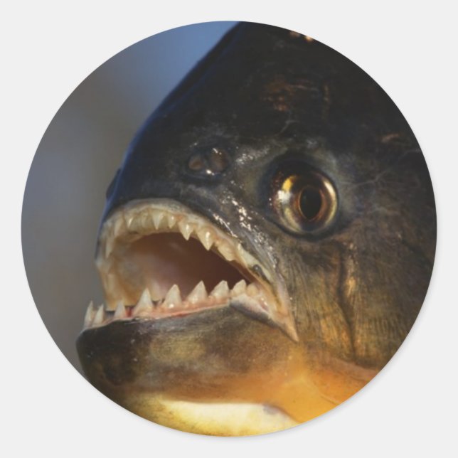 Piranha Close-Up Classic Round Sticker (Front)