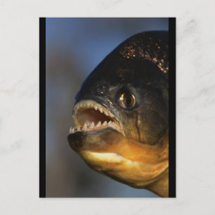 Piranha Close-Up Postcard