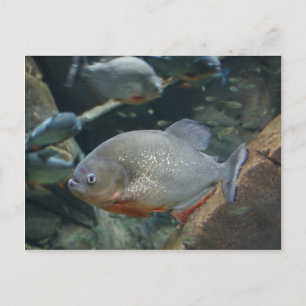 Piranha fish swimming colour photograph postcard