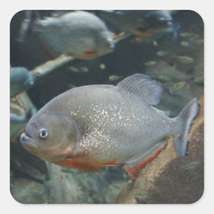 Piranha fish swimming colour photograph square sticker