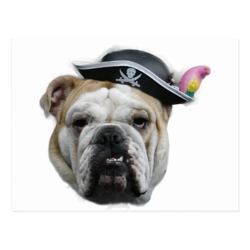 Pirate Bulldog Postcard | Zazzle