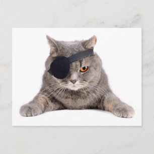 Pirate Cat Postcard