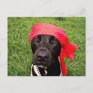 Pirate dog, black lab, red hankerchief green grass postcard