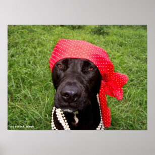 Pirate dog, black lab, red hankerchief green grass poster