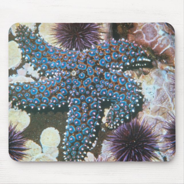 Pisaster Giganteus Starfish Mouse Mat (Front)