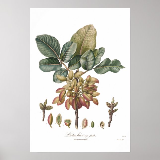 Pistachio nut,Pistacia vera Poster (Front)