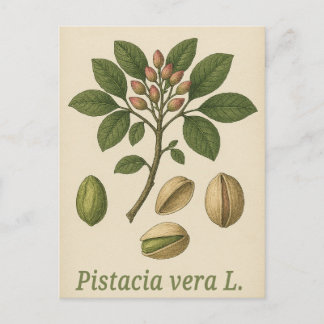 Pistachio vera Postcard