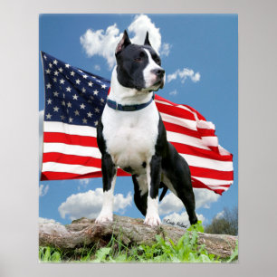 Pit bull (American Staffordshire Terrier) poster