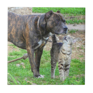 Pit Bull and Cat Tile