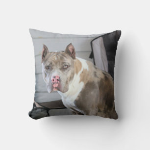 Pit bull cushion