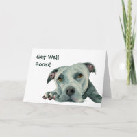 Pit Bull Dog | Get Well Soon