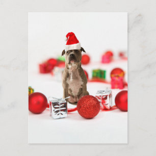 Pit Bull Dog with Gift box and Christmas Ornaments Holiday Postcard
