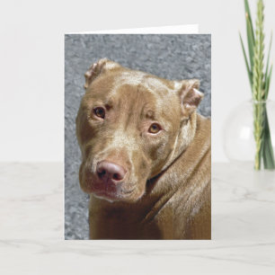 Pit Bull Greeting Card