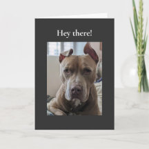 Pit Bull Hey There