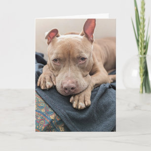 Pit Bull Love Blank Card