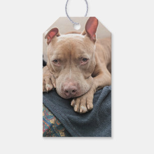 Pit Bull Love Blank Gift Tags