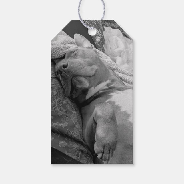 Pit Bull Love Photography  Gift Tags (Front)