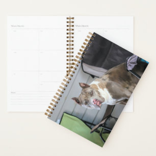 Pit bull planner