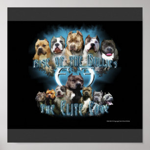 Pit Bull poster