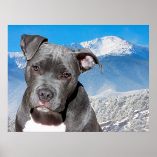 Pit Bull Poster