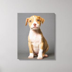 Pit-Bull Puppy Canvas Print